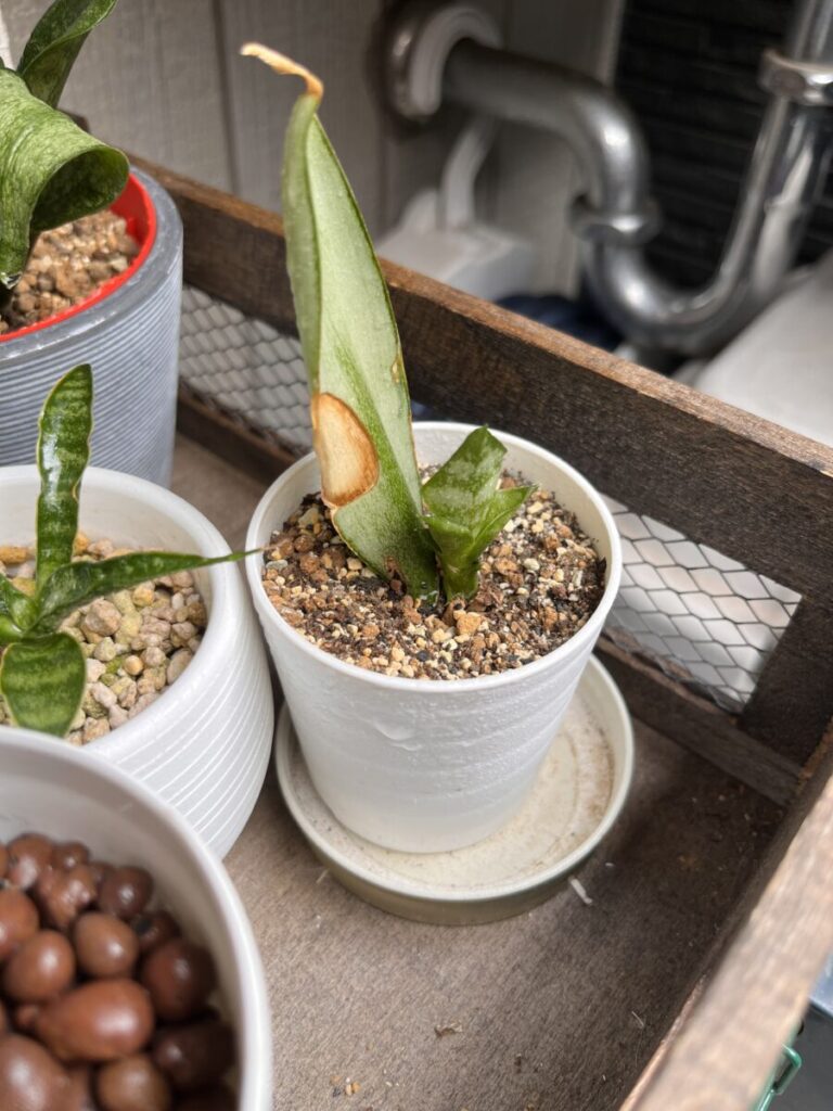 ※冬に水を与えすぎて弱ってしまったときのサンスベリア。