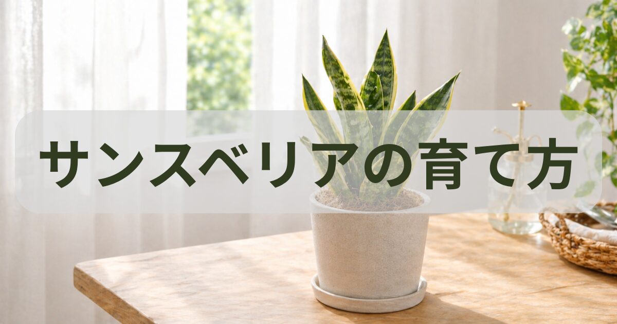 サンスベリアを室内で育てている様子と初心者向けの管理イメージ