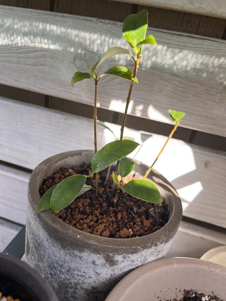 「育てているガジュマルの株」