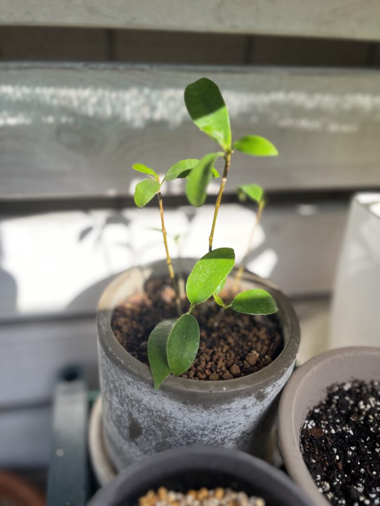 「挿し木のガジュマル株」