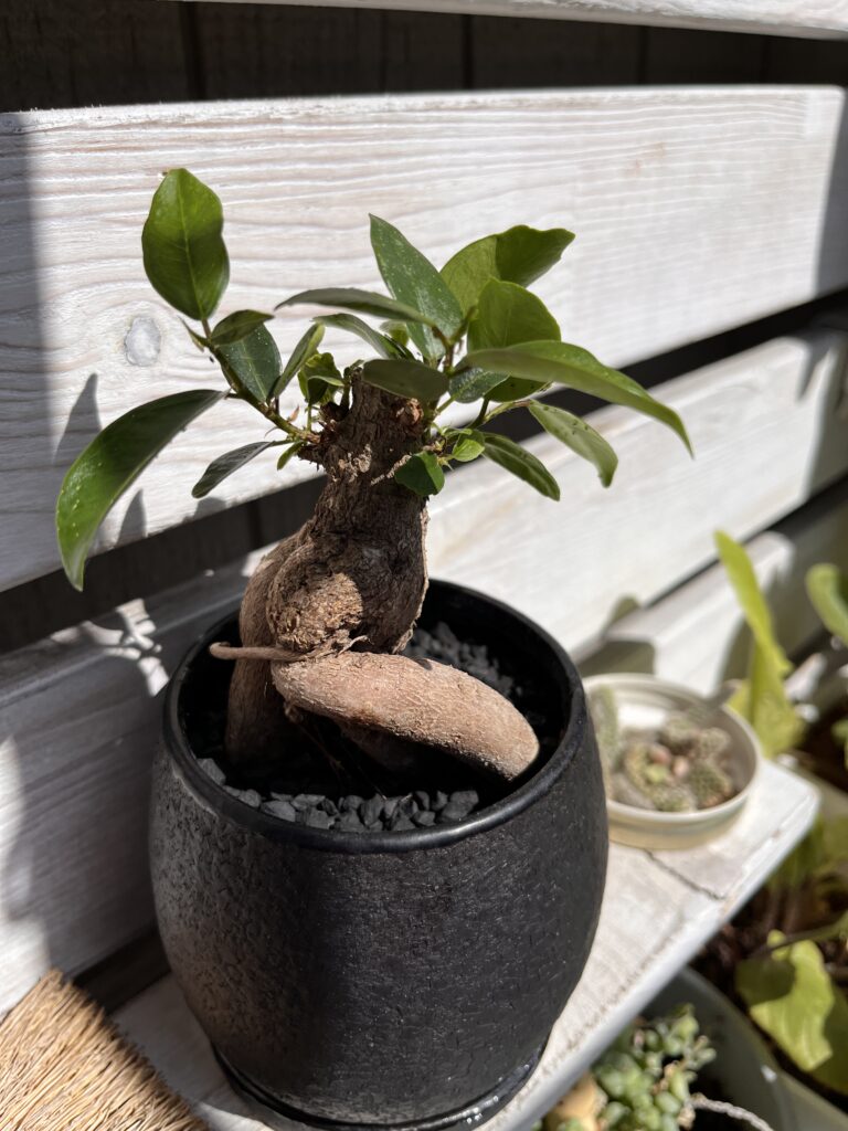 「育てているガジュマルの株」