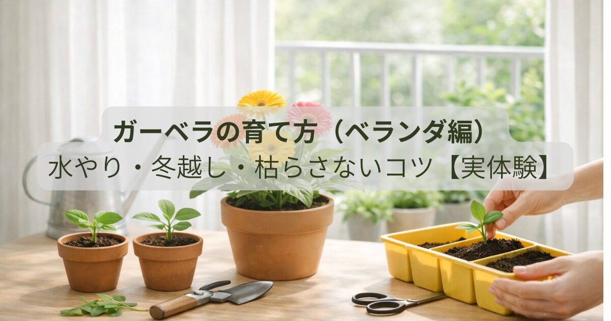 ベランダでガーベラを育てながら植え替えしている様子