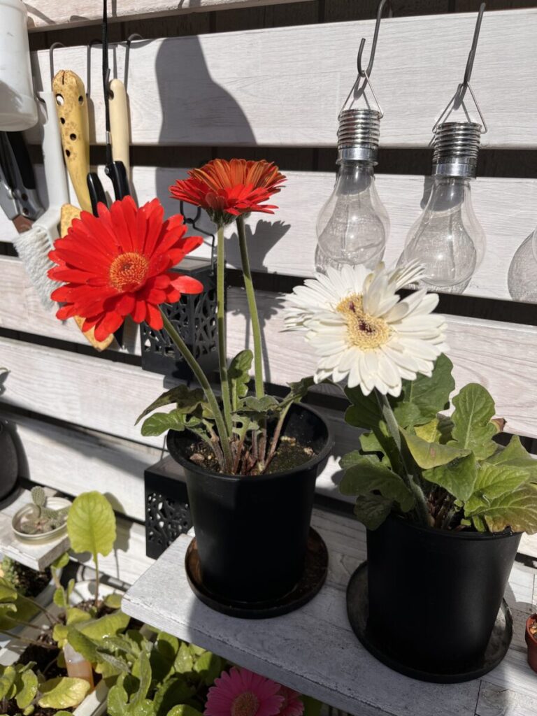 実際に我が家のガーベラで起きた帯化（双子花）の様子。