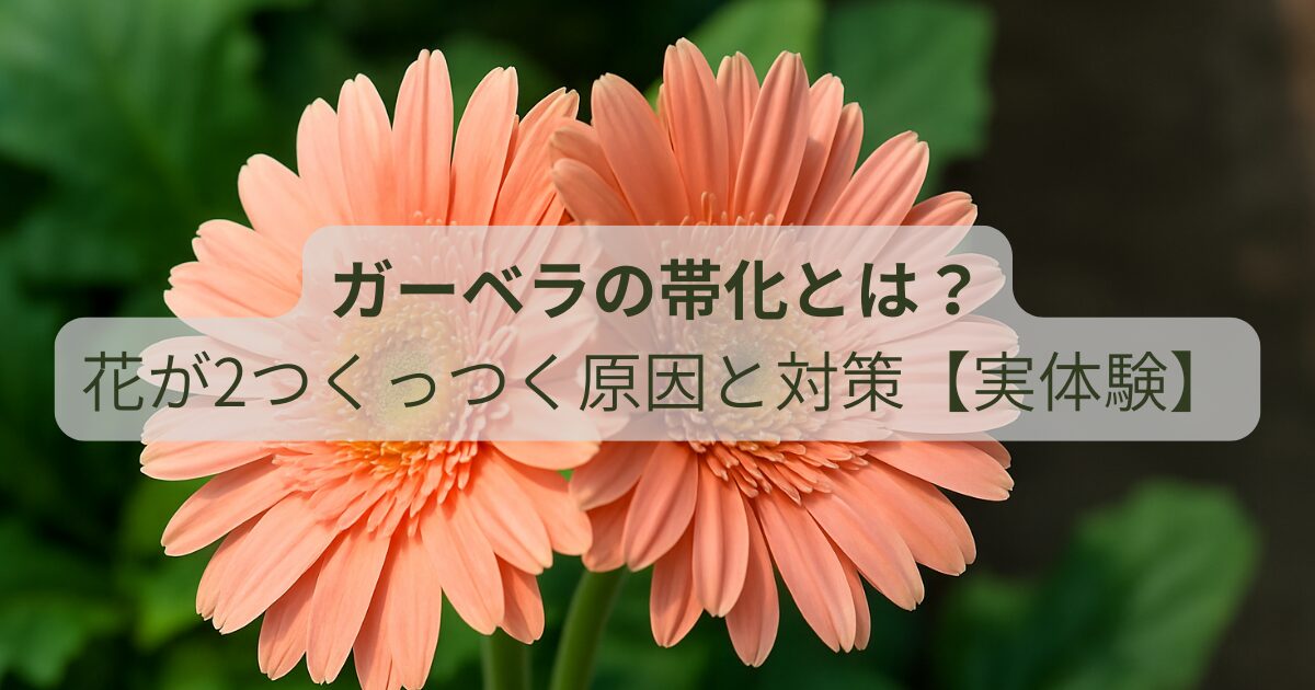花が2つくっついたガーベラの帯化現象の様子