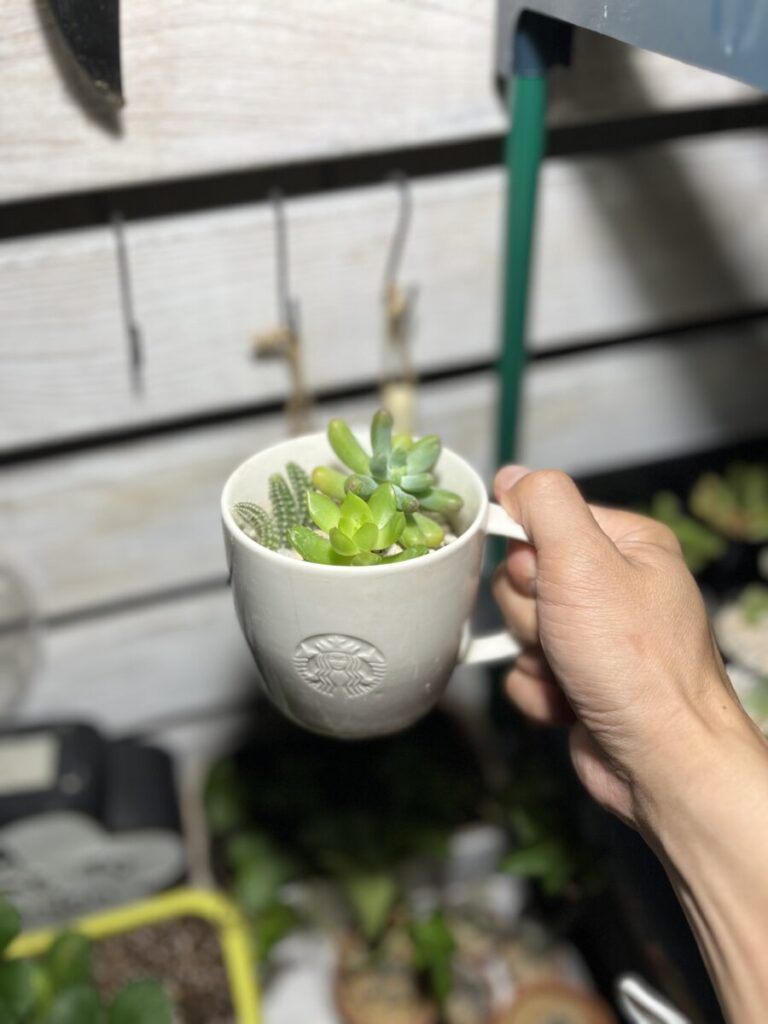 ビャクダンと寄せ植えしてみた