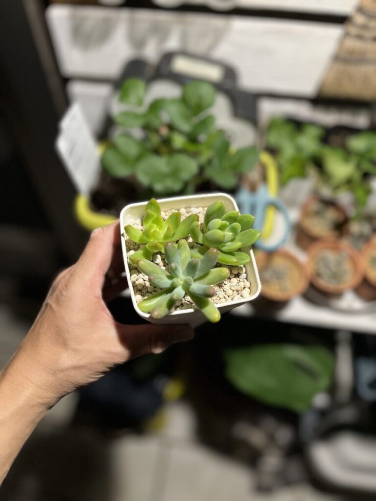 植え替えをしたセダム