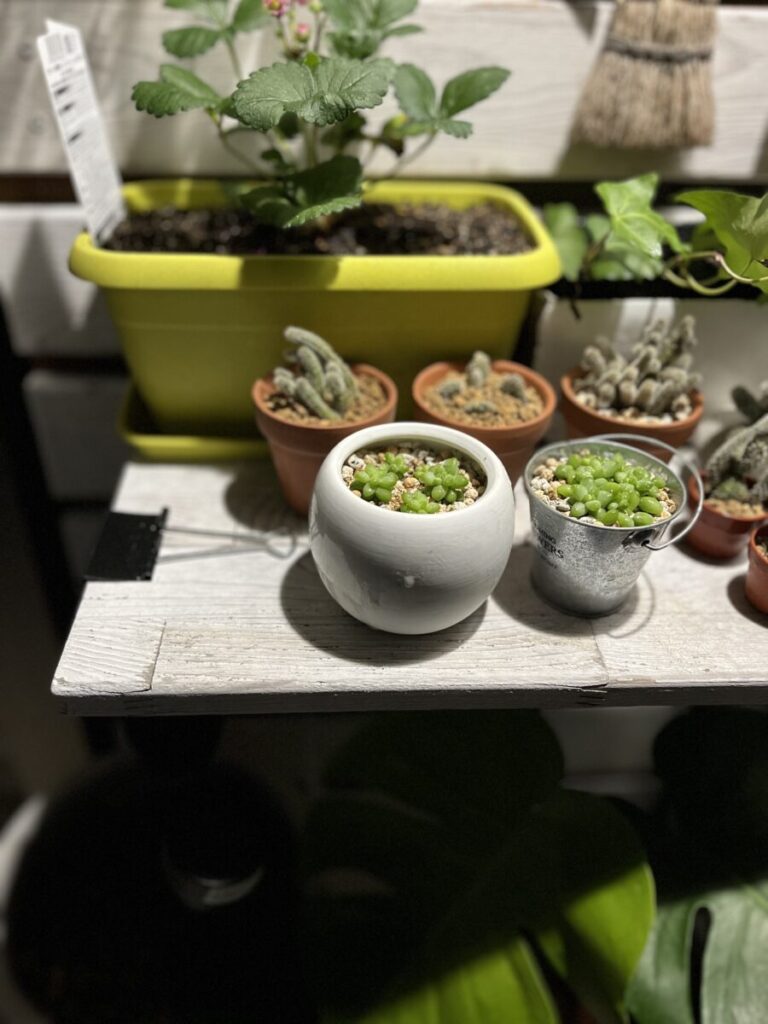 いろんな多肉を植え替えしました