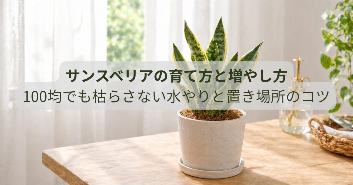 サンスベリアを室内で育てている様子と初心者向けの管理イメージ