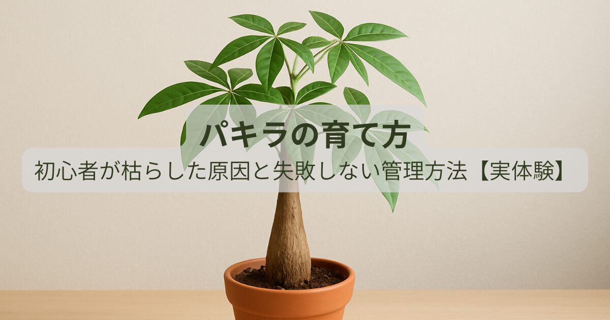 パキラを室内で育てている様子と初心者向けの管理イメージ