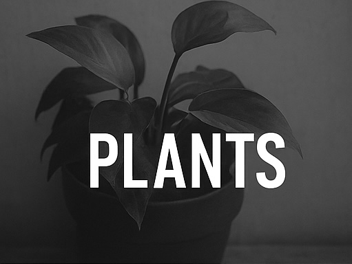 植物