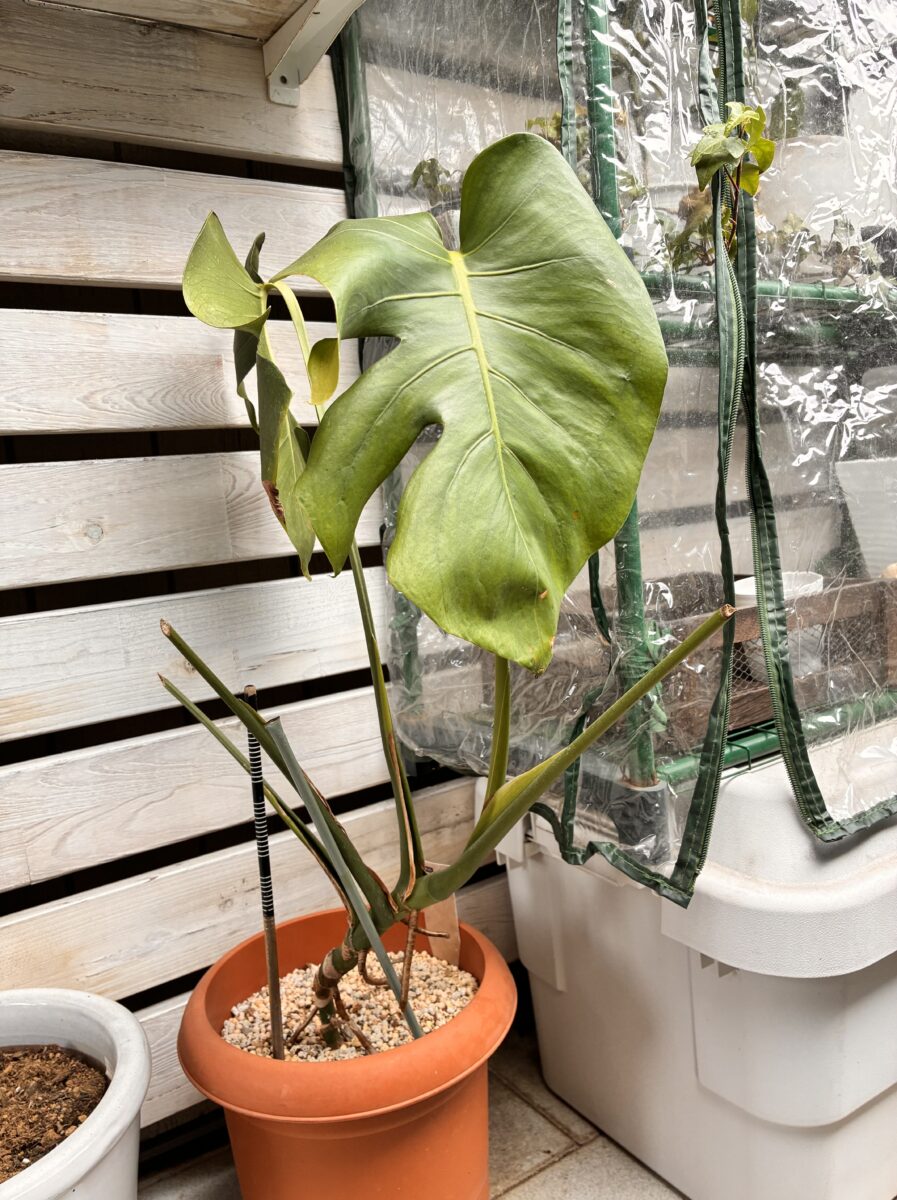 ベランダのモンステラ
