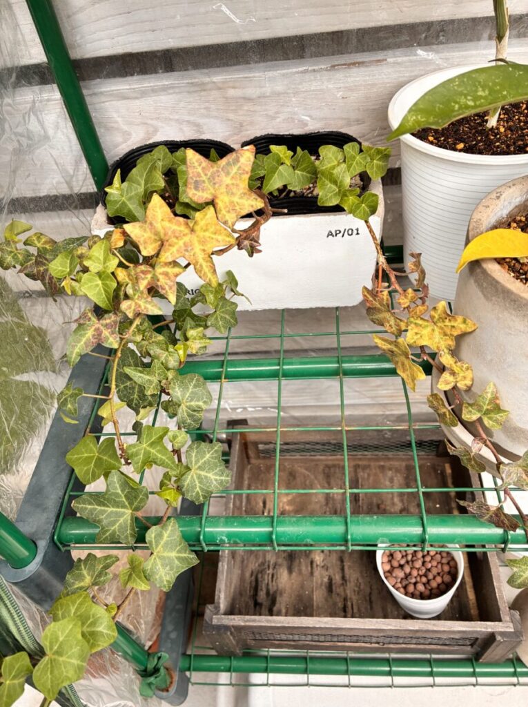 ビニールハウス内のアイビー