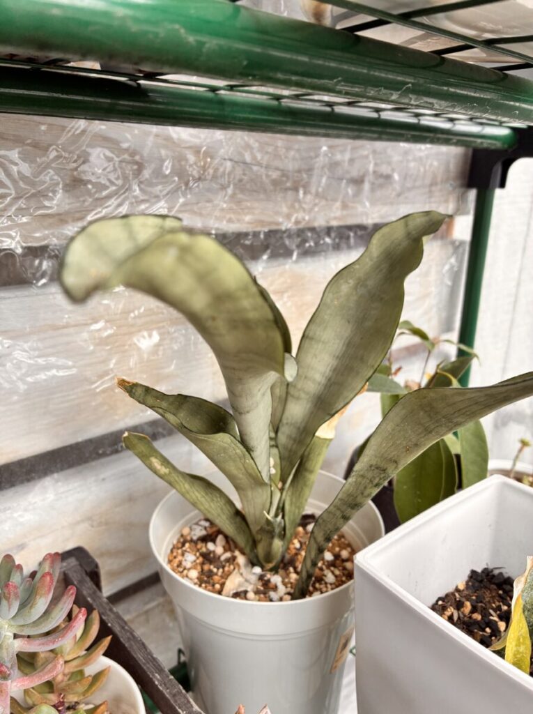 ビニールハウス内のサンスベリア
