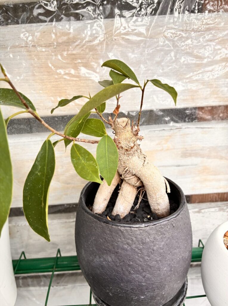 ビニールハウス内のガジュマル