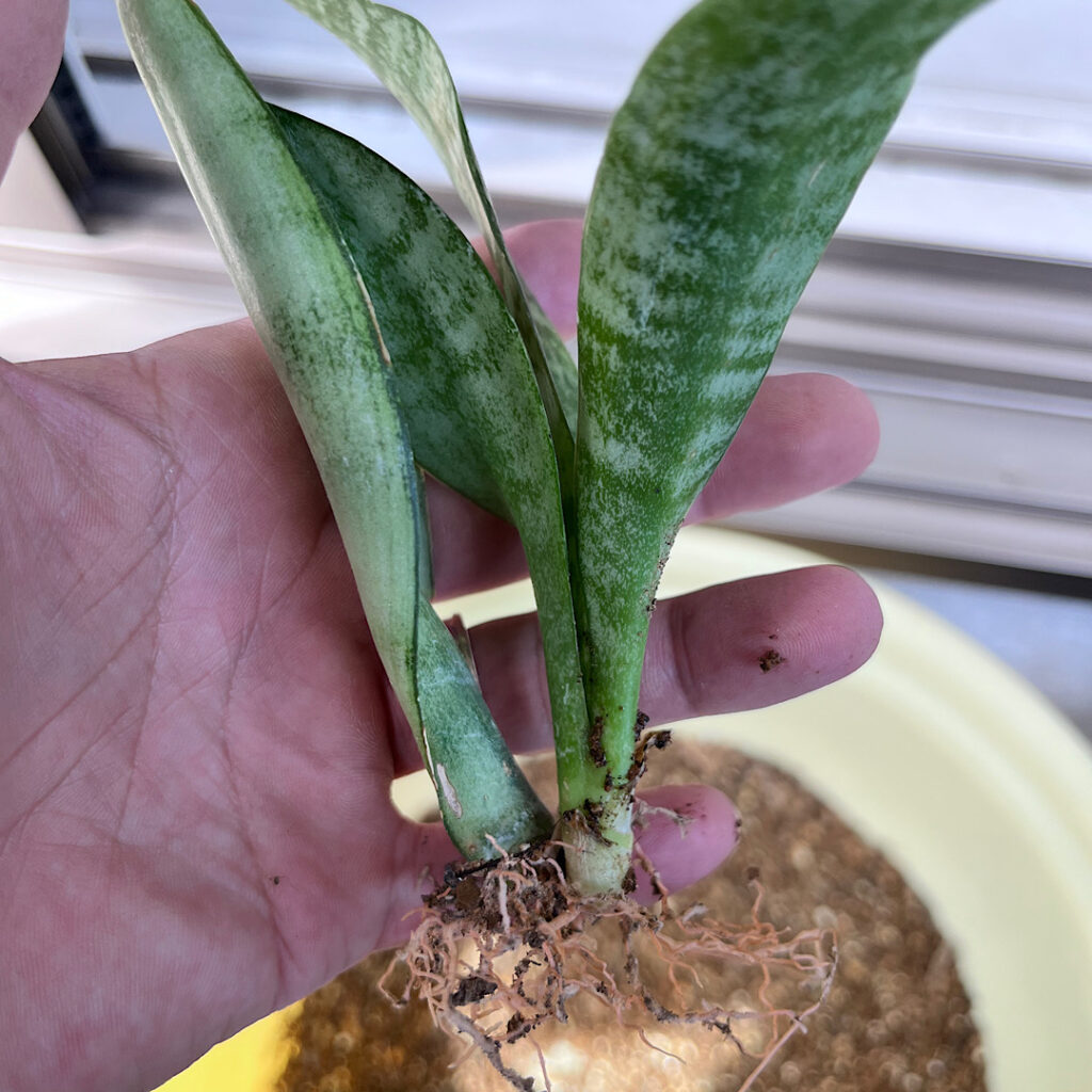 サンスベリアの新芽