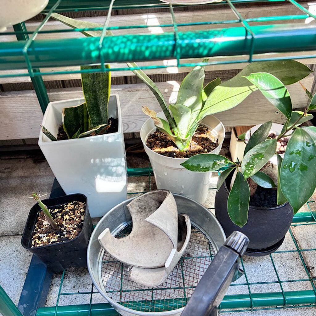 ベランダの様子