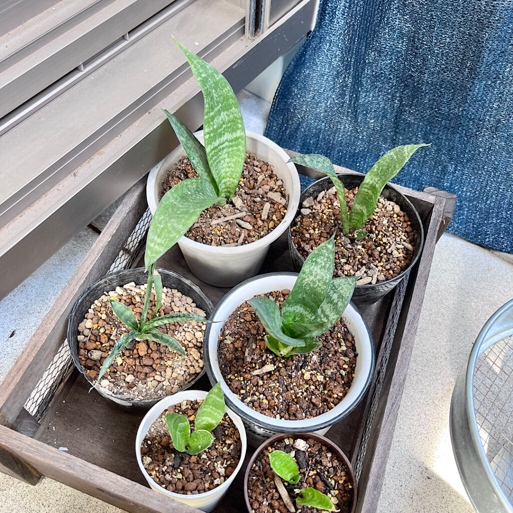 サンスベリアの株分