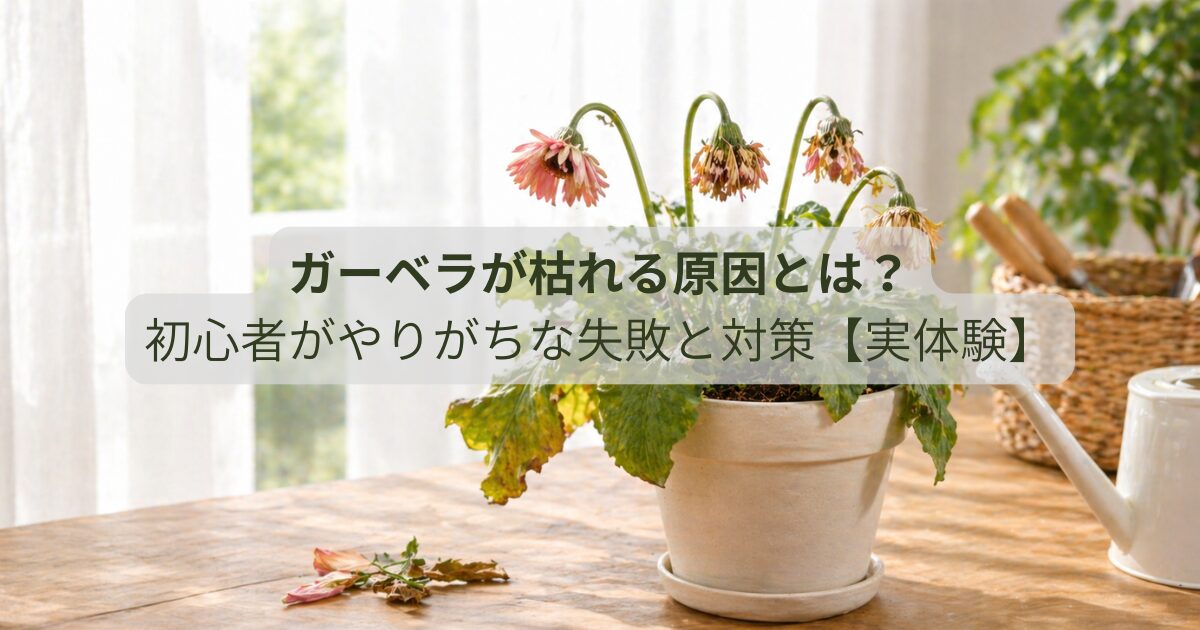 ガーベラが枯れる原因とは？初心者がやりがちな失敗と対策【実体験】