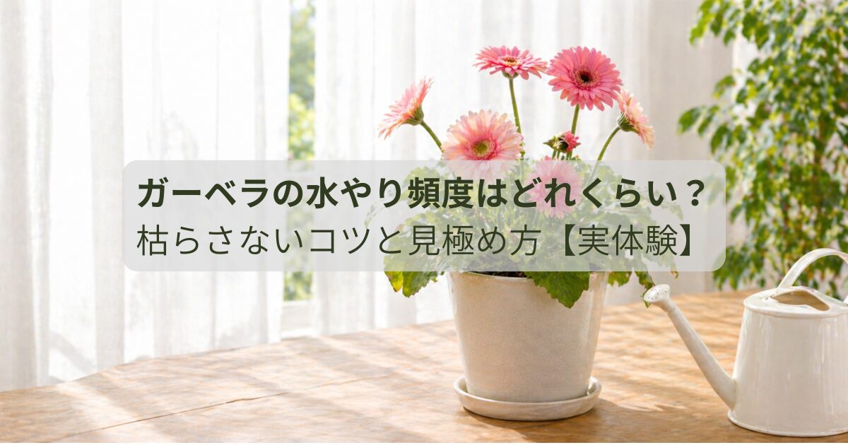 ガーベラの水やり頻度はどれくらい？枯らさないコツと見極め方【実体験】