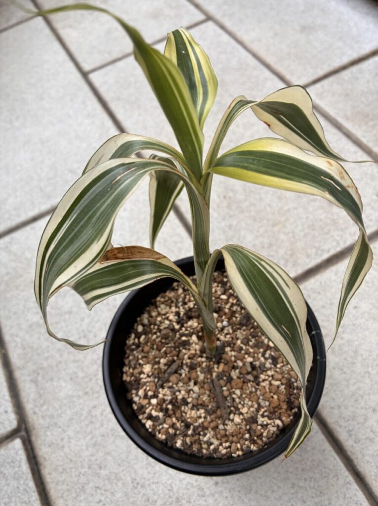 水挿しで発根後に土へ植え替えた現在のドラセナ