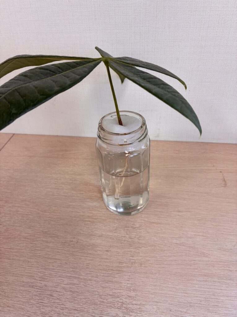 メネデールを使った水挿しで発根した職場のパキラ