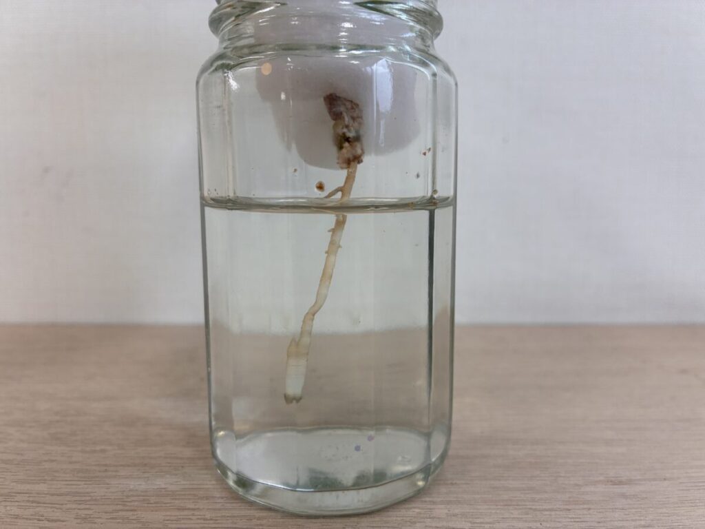 水挿ししたパキラから伸びた白い根と細い根
