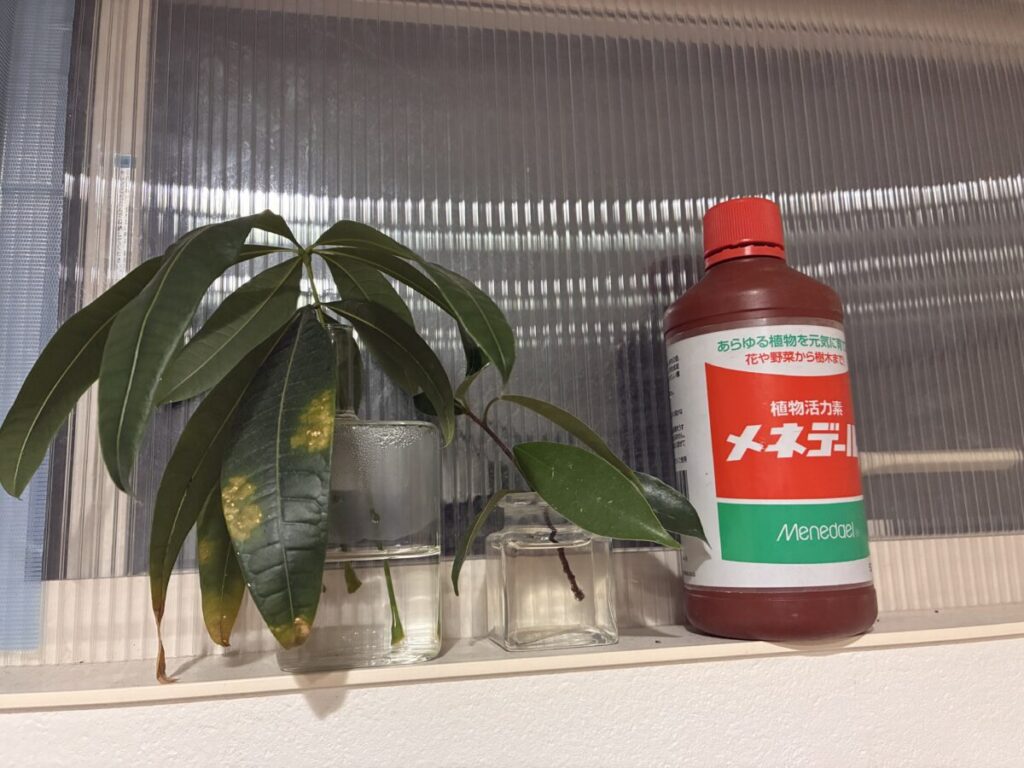 メネデールを使って水挿し中のパキラとガジュマル