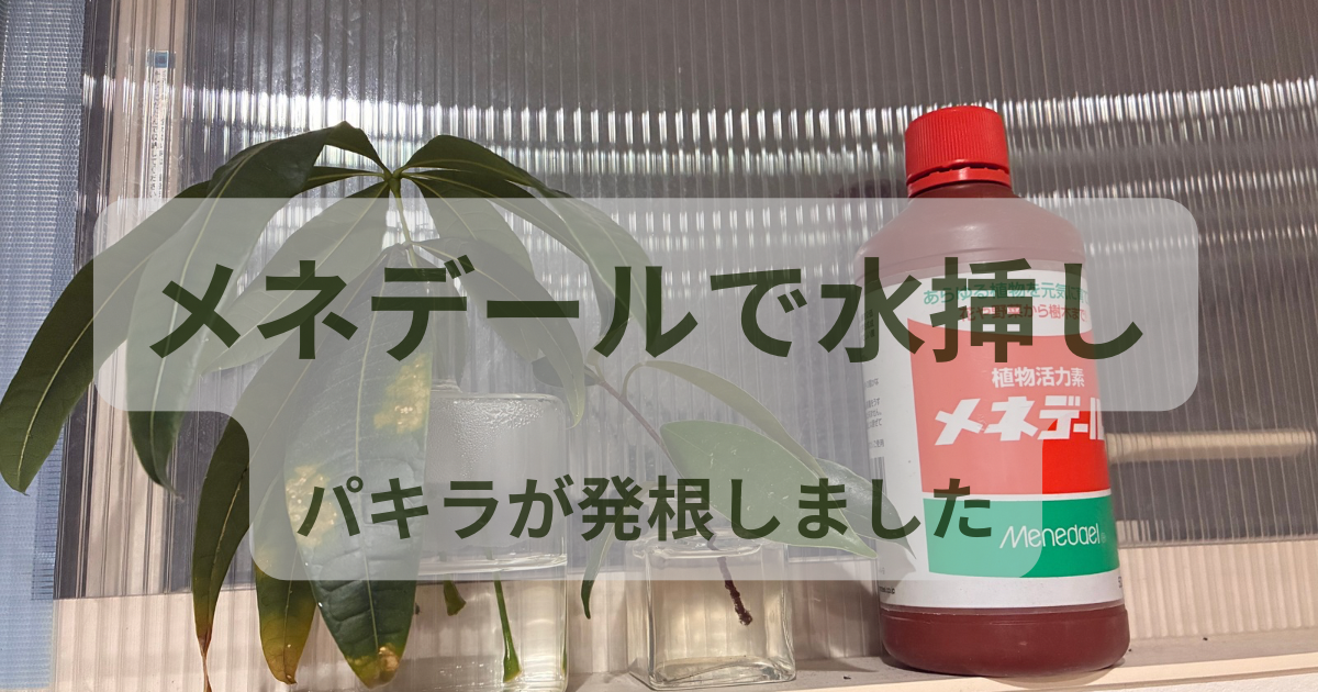 メネデールで水挿ししてパキラが発根した実体験