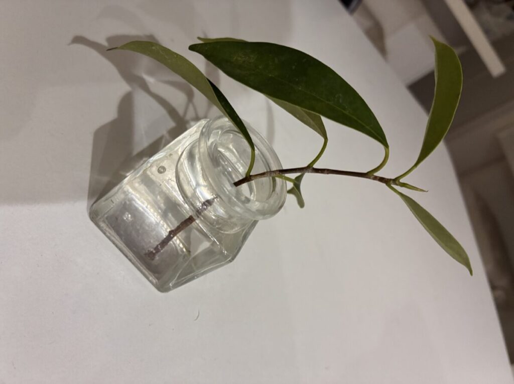 メネデールを使って水挿し中のガジュマル
