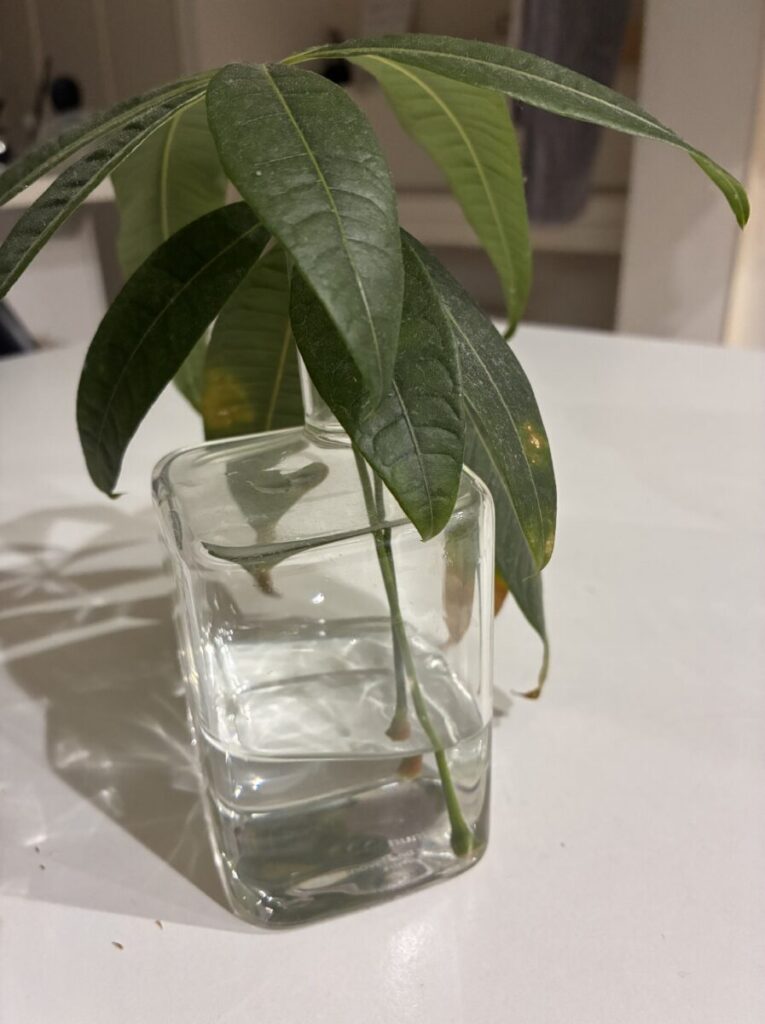 メネデールを使って水挿しを始めた一節のパキラ
