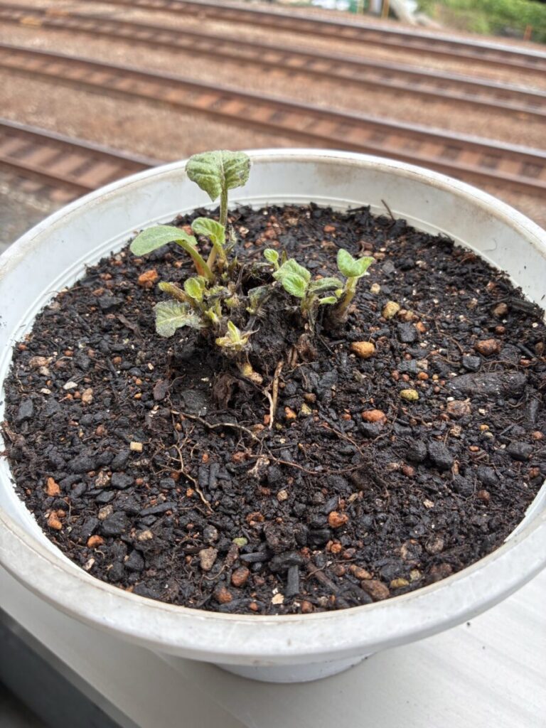 冬に葉が減った後、春に新芽が出てきたガーベラ