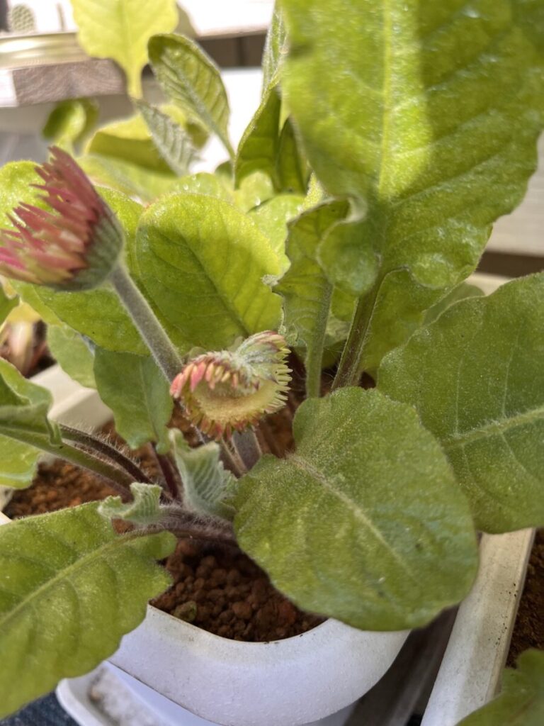 葉の間から伸びてきたガーベラの花芽
