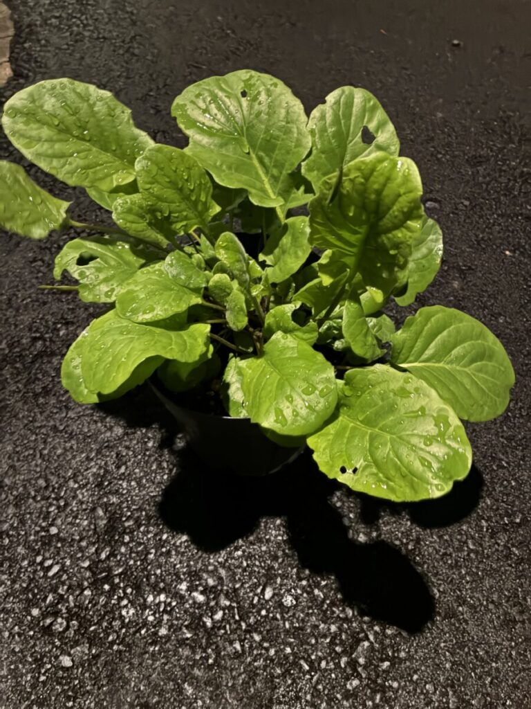 冬越し後に葉が茂り現在も職場で育っているガーベラ