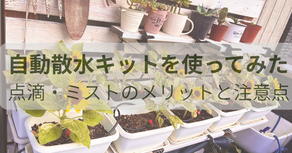 ベランダのひまわり9鉢に点滴ノズルを設置した自動散水キット