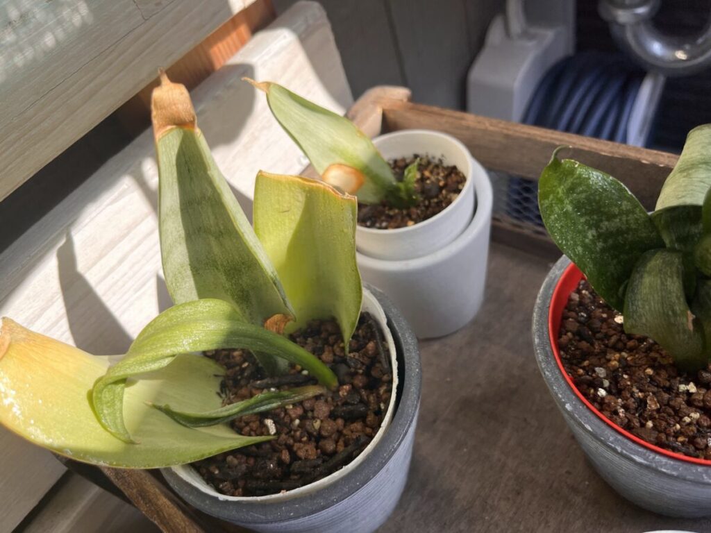 サンスベリアの親株と葉挿しから育った新しい芽