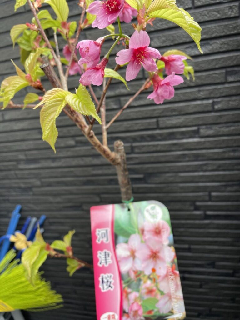鉢植えの河津桜にピンク色の花が咲いている様子