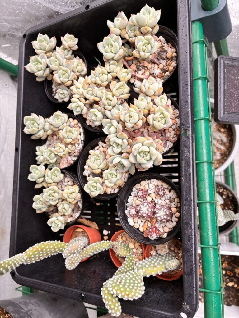 ベランダのビニールハウスで複数の鉢に育つエケベリア