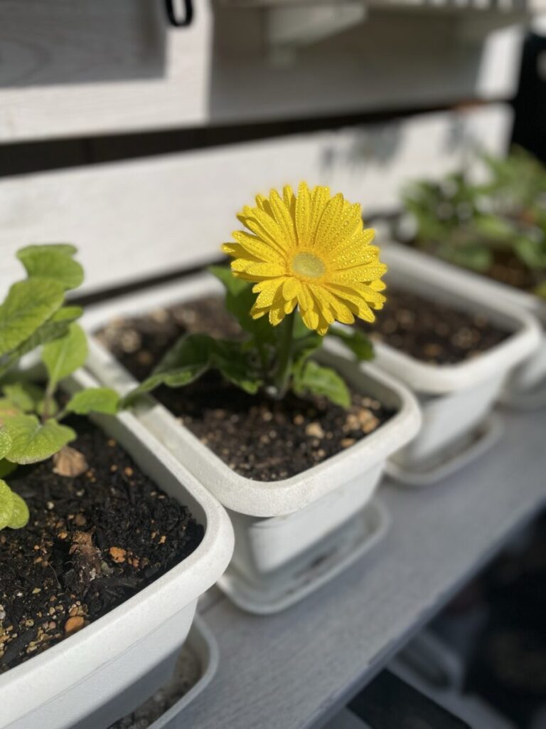半日陰のベランダで黄色い花を咲かせたガーベラ