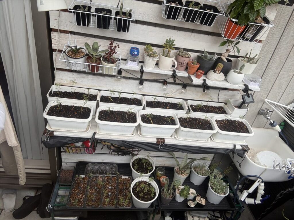 午前中に日が入る半日陰のベランダで植物を育てている様子