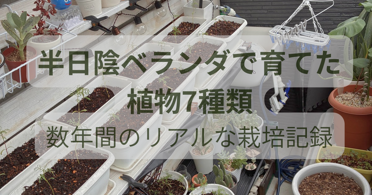 半日陰のベランダで複数の植物を育てている様子
