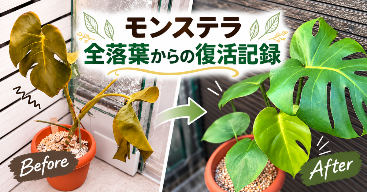 冬越しで葉が傷んだモンステラと、春から葉を増やして復活した姿の比較イメージ