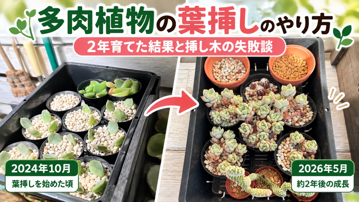 多肉植物の葉挿しを2024年と2026年で比較した成長記録