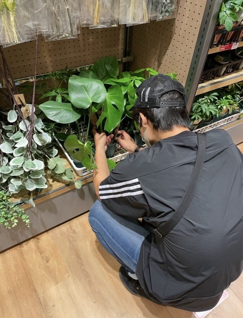 2021年6月26日に植物売り場で選んだ購入時のモンステラ