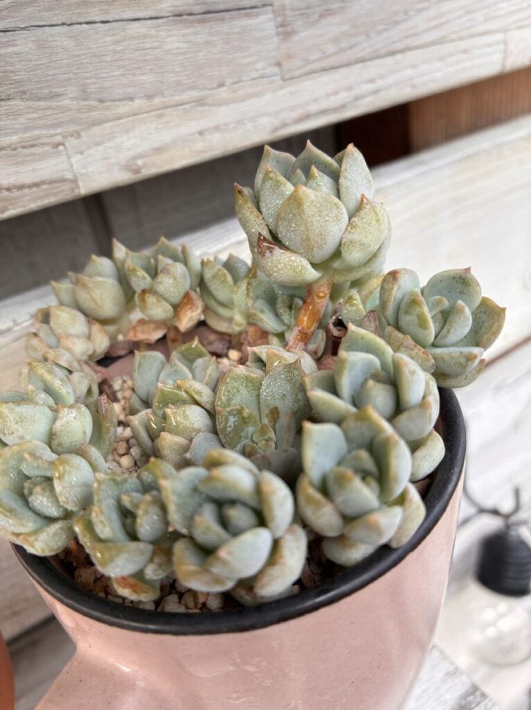 個別に育てていた多肉植物を、一つの鉢にまとめました