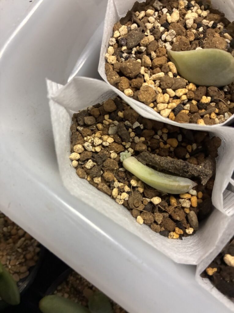 多肉植物の葉の付け根から小さな緑色の新芽が出ている様子