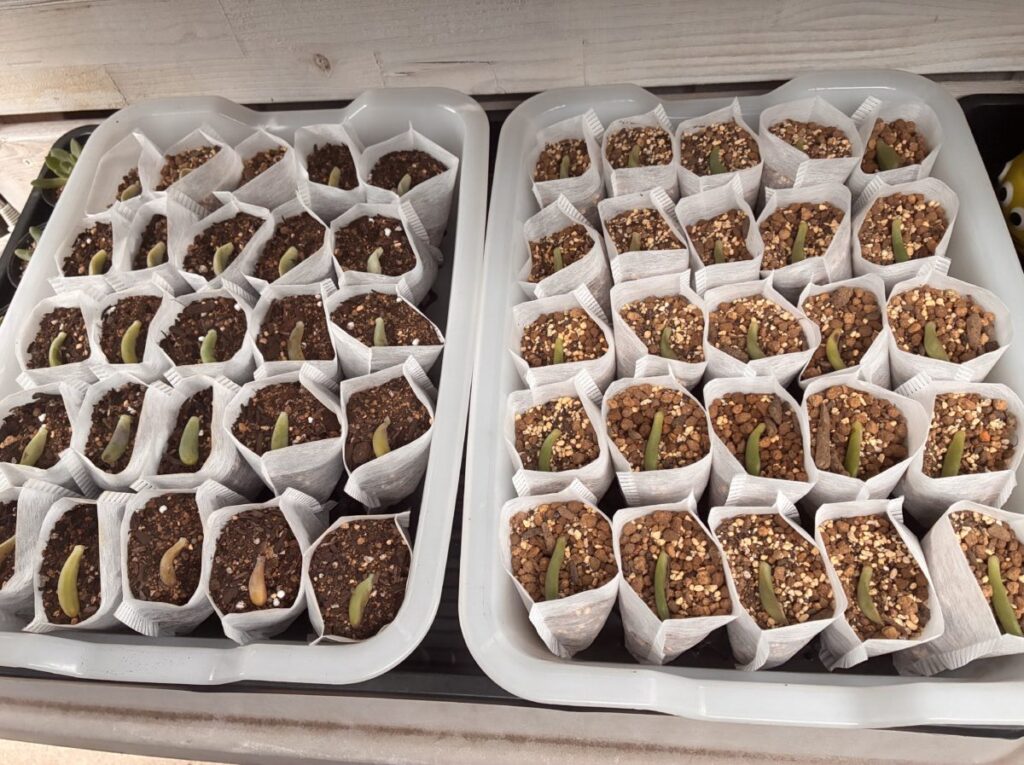 お茶パックに入れた土の上に多肉植物の葉を1枚ずつ置いている様子