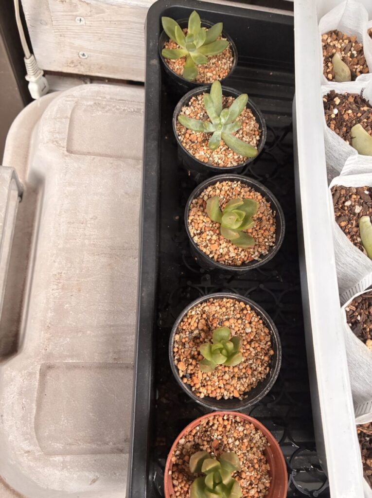黒や茶色の育苗ポットに植えた5株の多肉植物の挿し木