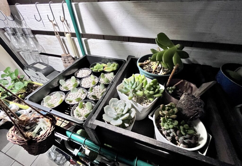 2024年10月に小さなポットで多肉植物の葉挿しをしている様子