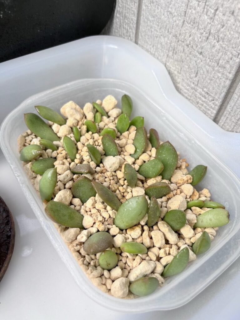 透明なタッパーに鹿沼土を入れ、多肉植物の葉を並べた様子
