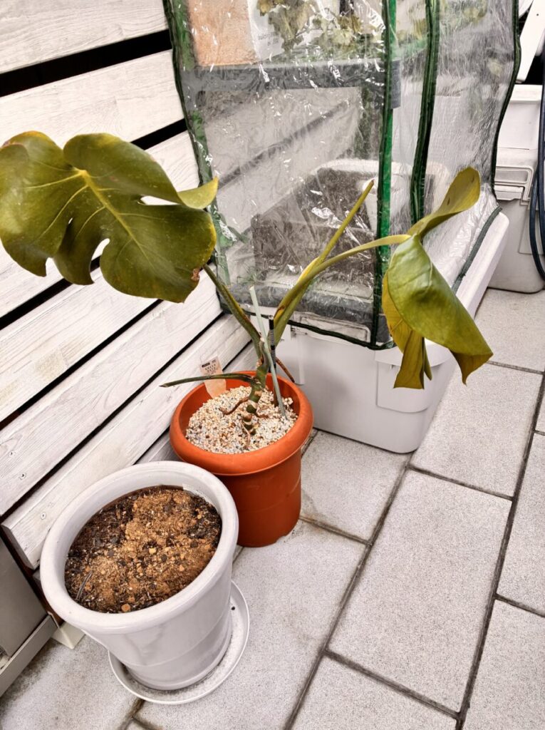 冬のベランダで葉が黄色く変色し垂れ下がっているモンステラ
